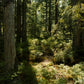 Refill  Ambiente Duft FOREST SENSES