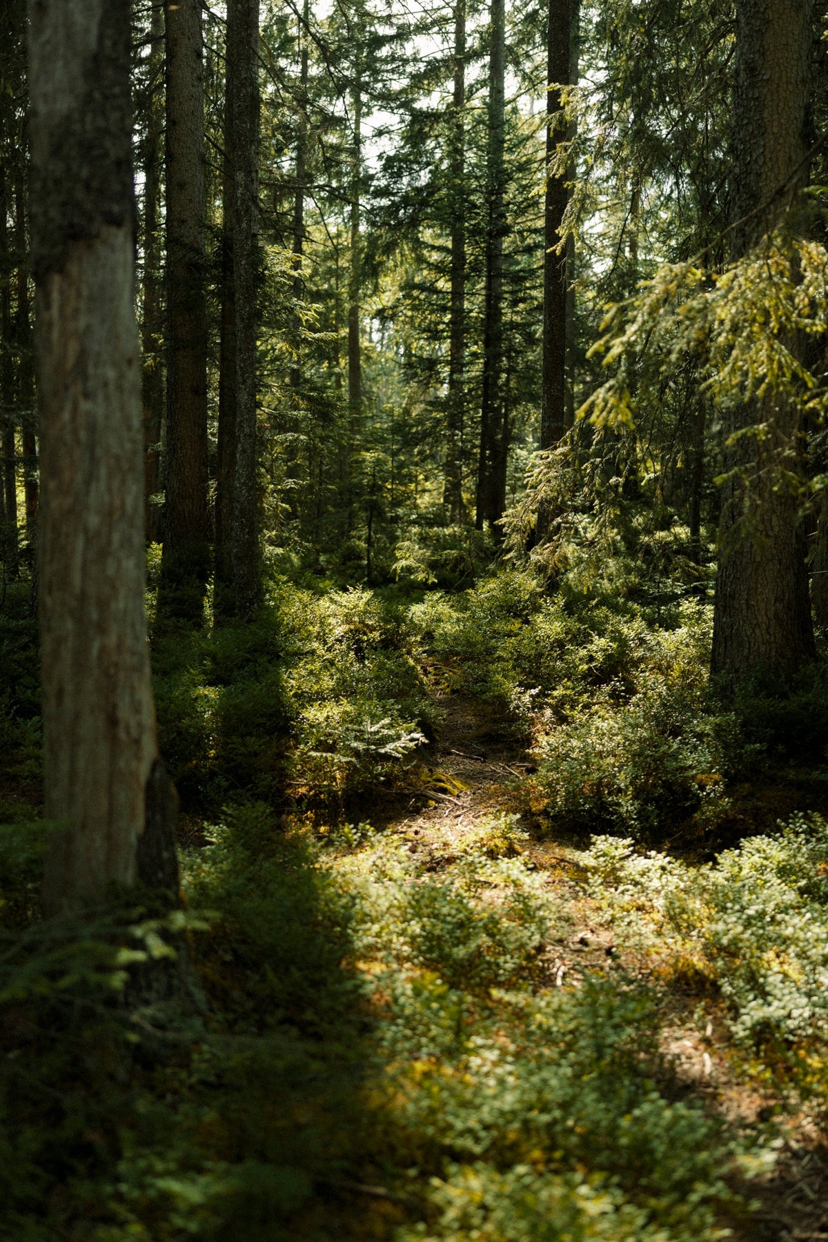Refill  Ambiente Duft FOREST SENSES