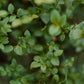RELAXING SHOWER  -  True Alpine Herbs
