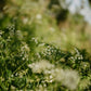 CALMING SHOWER  Glas  -  Herbs and Flowers