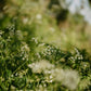 REPAIRING CONDITIONER  Glas  -  Herbs and Flowers