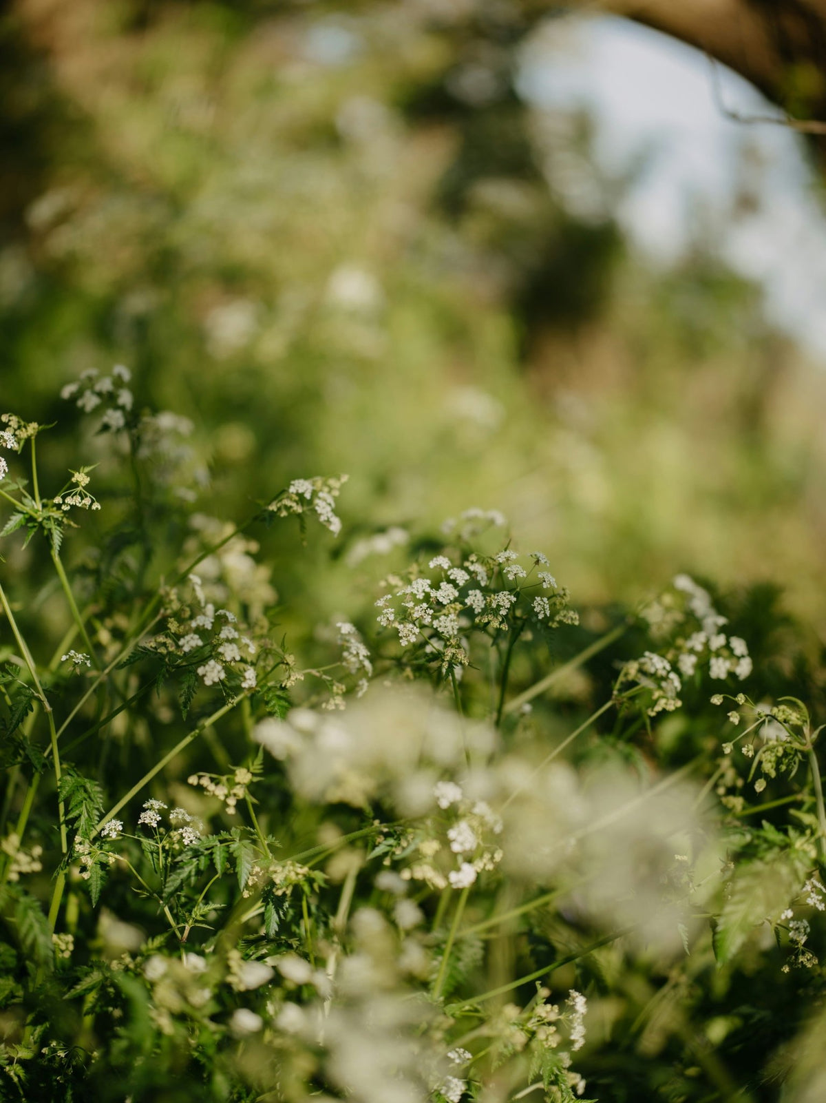 HARMONIZING HAIR & BODY  -  Herbs and  Flowers