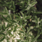 REVITALIZING CONDITIONER  -  True Alpine Herbs