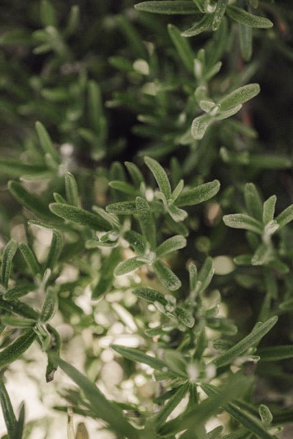 Refill  CALMING SHOWER  -  Herbs and Flowers