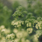 HYDRATING SOAP  -  True Alpine Herbs