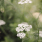 CLARIFYING SOAP  -  Herbs and Flowers