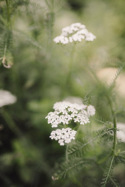 CLARIFYING SOAP  -  Herbs and Flowers