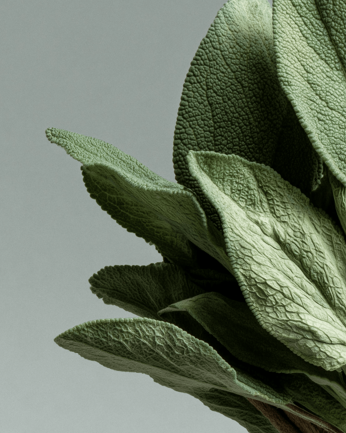VITALIZING BODY OIL