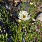Refill  PURIFYING SHAMPOO  -  True Alpine Herbs