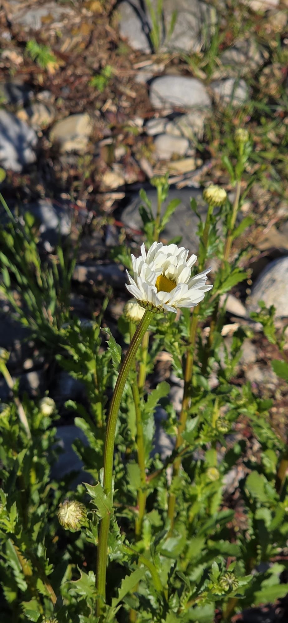 Refill  PURIFYING SHAMPOO  -  True Alpine Herbs